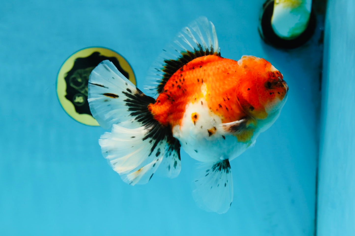 A Grade Sakura Oranda Female 6 inches #060625OR_29