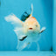 A Grade BEAUTY Tricolor Oranda Female 5.5-6 inches #072525OR_07