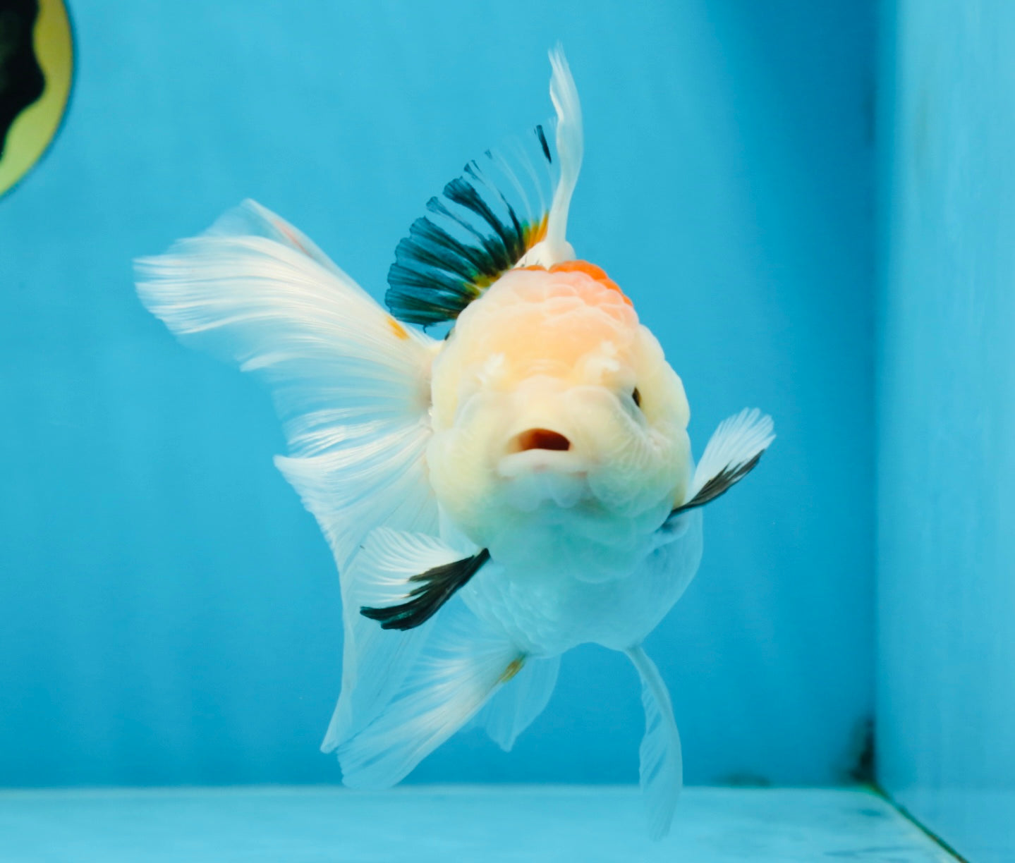 A Grade BEAUTY Tricolor Oranda Female 5.5-6 inches #072525OR_07