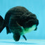AAA Grade Hugh Back Black Ranchu 5-5.5 inches #050925RC_02
