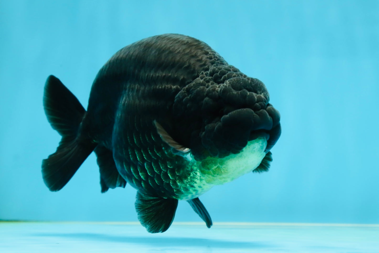 AAA Grade Hugh Back Black Ranchu 5-5.5 inches #050925RC_02