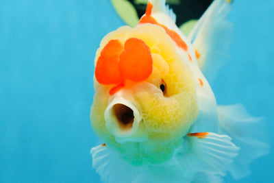 AAA Grade Godzilla Red White Oranda Female 6.5 inches #081525OR_14