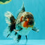 AAA Grade Calico Kirin Oranda Female 6.5 inches #100226OR_33