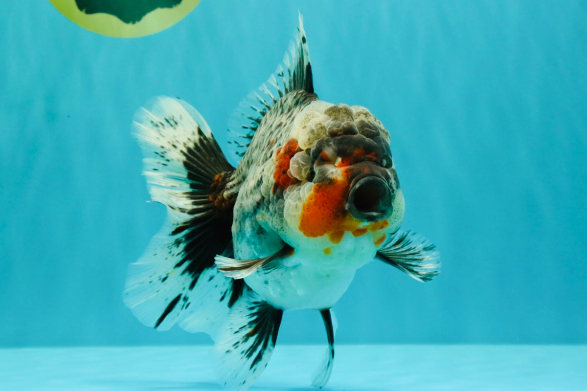 AAA Grade Calico Kirin Oranda Female 6.5 inches #100226OR_33
