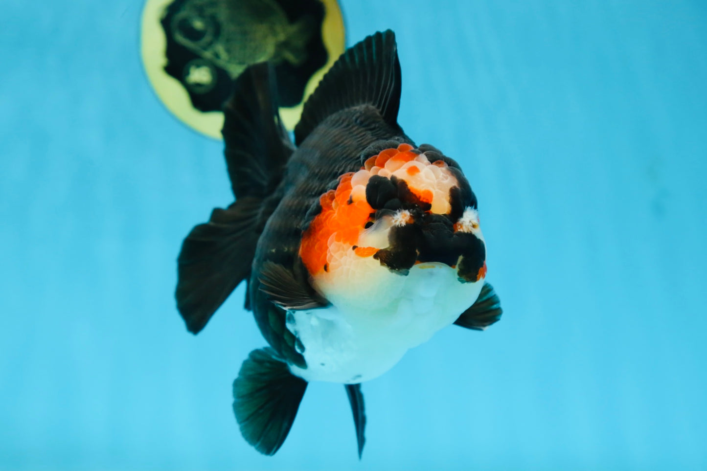 SHOW GRADE UNIQUE Godzilla Tricolor Yuanbao 5.5-6 inches #080825YB_888