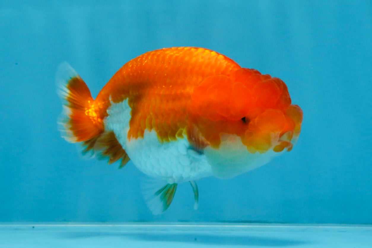 AAA Grade Red White LionQueen 4 inches #103125LC_22