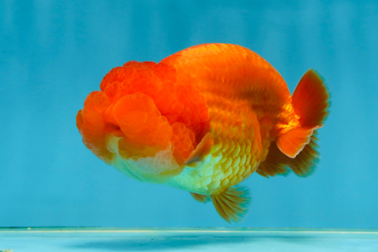 A Grade Solid Red LionKing 4 inches #062725LC_01