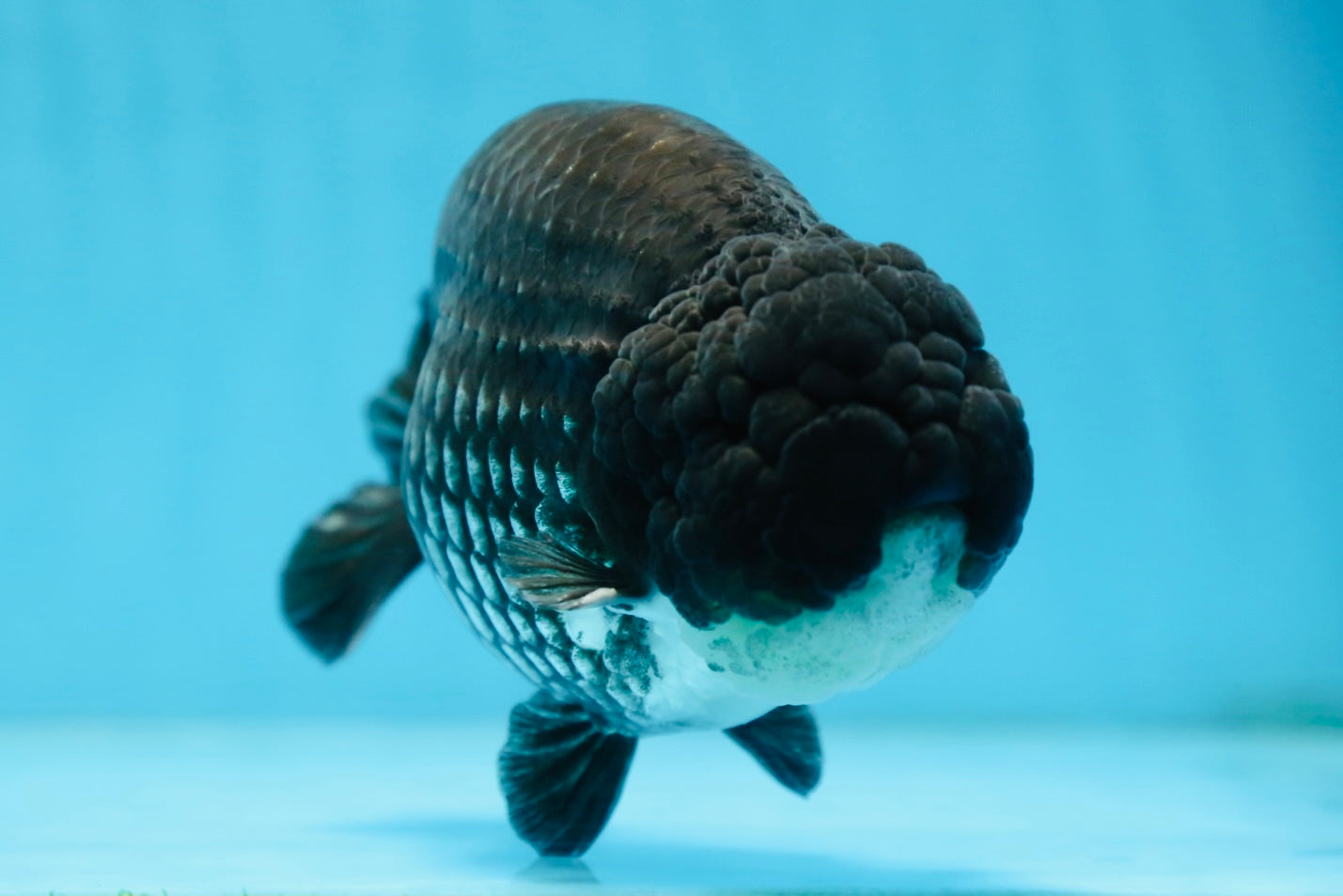 AAA Grade CHONKY Black Blue LionKing 5.5 inches #090525LC_05