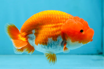 AAA Grade Young Red White LionQueen 4 inches #101025LC_08