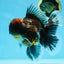 AAA Grade Calico Kirin Oranda 5.5-6 inches #080125OR_02