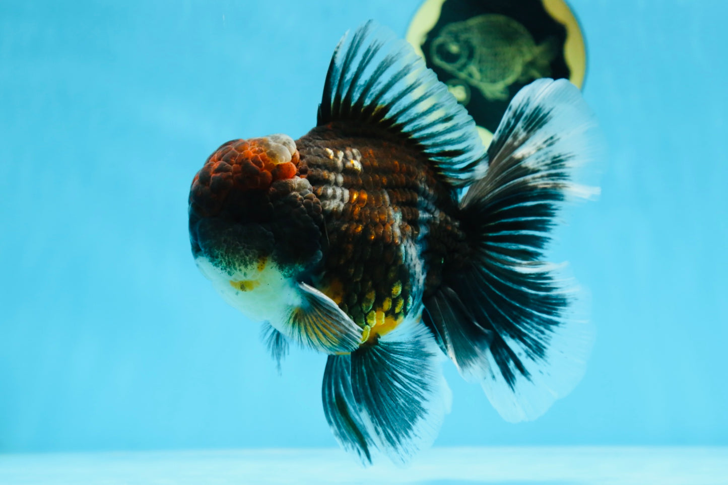 AAA Grade Calico Kirin Oranda 5.5-6 inches #080125OR_02