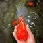 A Grade Red White Oranda Male 6 inches #082126OR_05