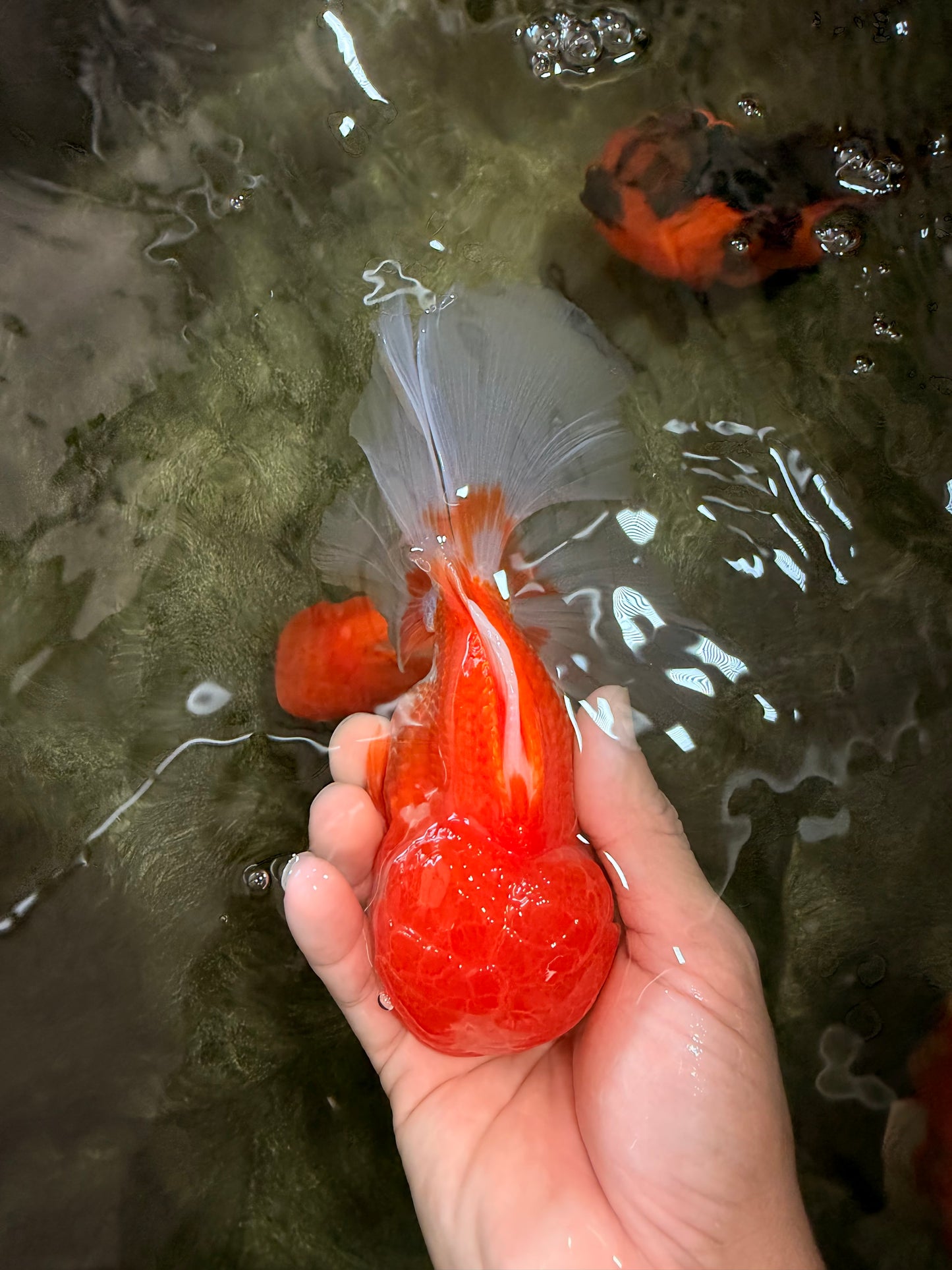 A Grade Red White Oranda Male 6 inches #082126OR_05