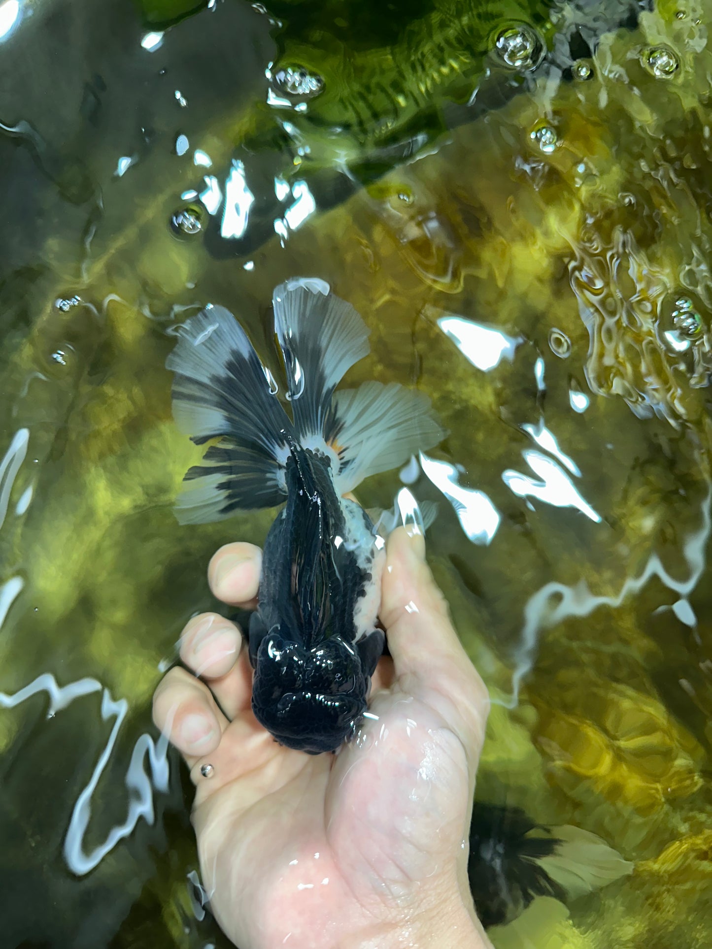 Panda Oranda Female 5-5.5 inches #053025OR_29