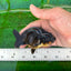 Oro negro de calidad AAA, especial Buffalo Ranchu, 3,5-4 pulgadas, n.º 0706RC_30