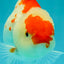 A Grade Red White Oranda Female 5.5 inches #061926OR_15