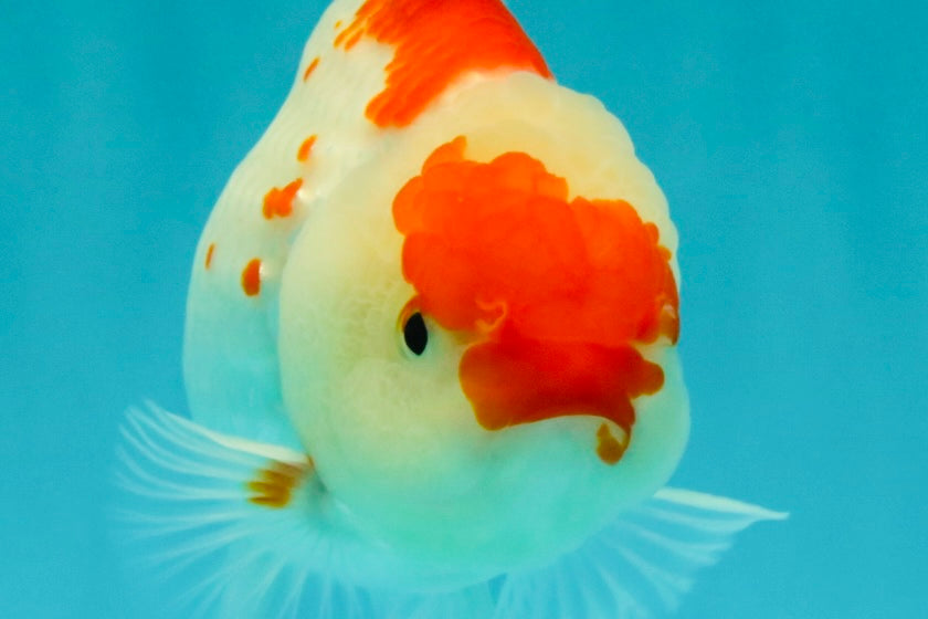 A Grade Red White Oranda Female 5.5 inches #061926OR_15