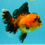HEART A Grade Apache Oranda Female 6-6.5 inches #032026OR_06