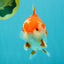 SPECIAL AAA Grade Red White Yuanbao Male 5-5.5 inches #050826YB_09
