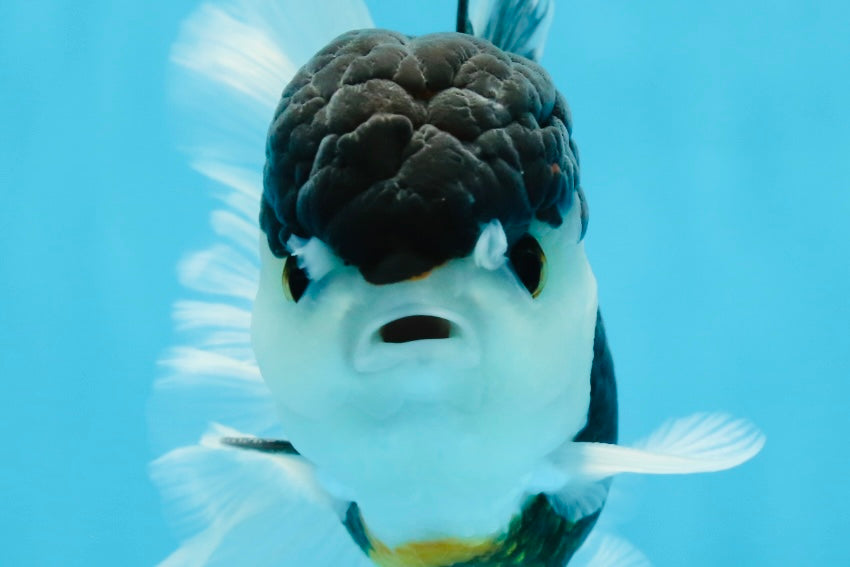 A Grade Tricolor Oranda Male 4.5-5 inches #021425OR_08