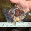 RARE A Grade Kirin Oranda Male 5.5 inches #120525OR_02