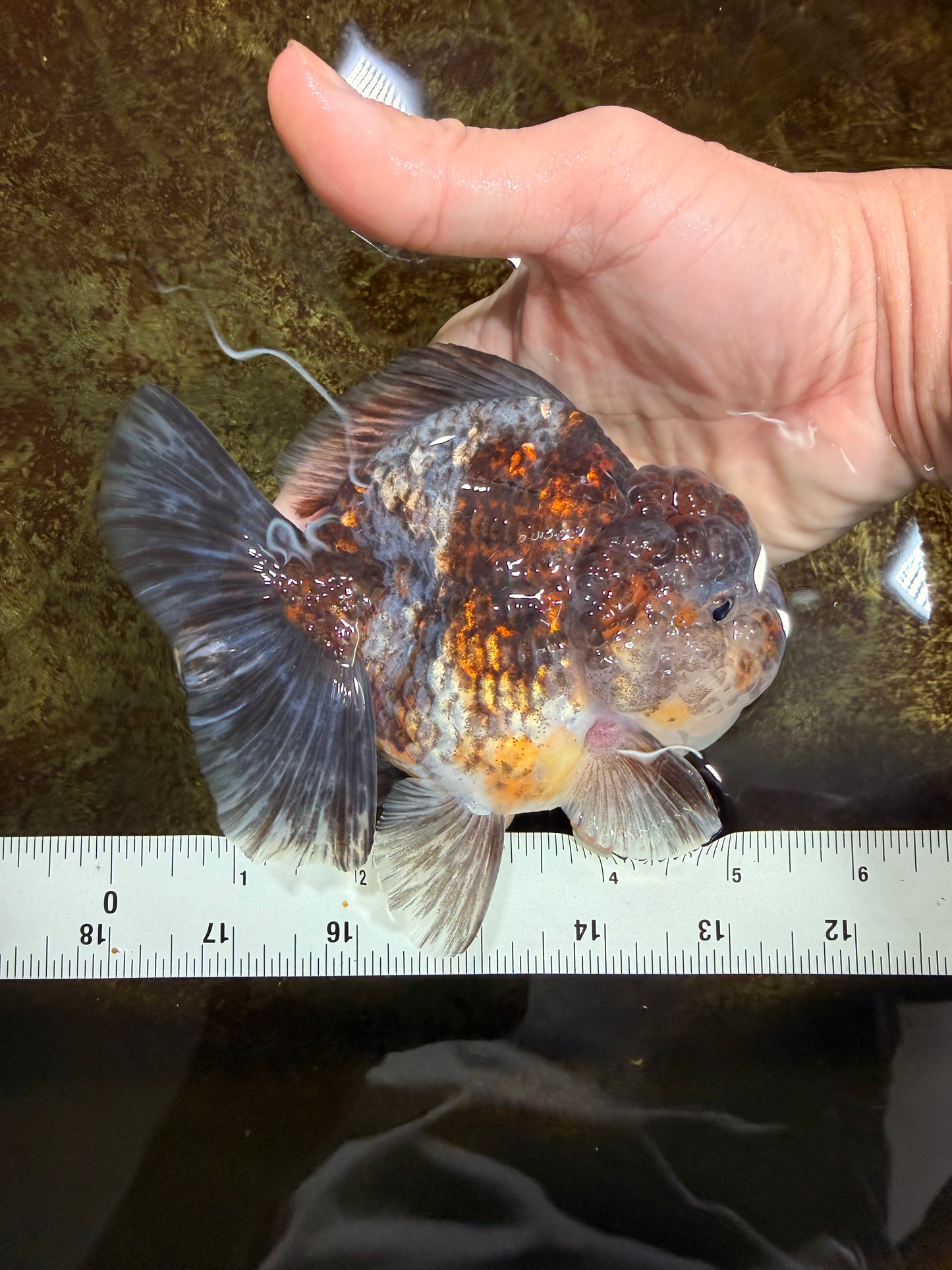 RARE A Grade Kirin Oranda Male 5.5 inches #120525OR_02