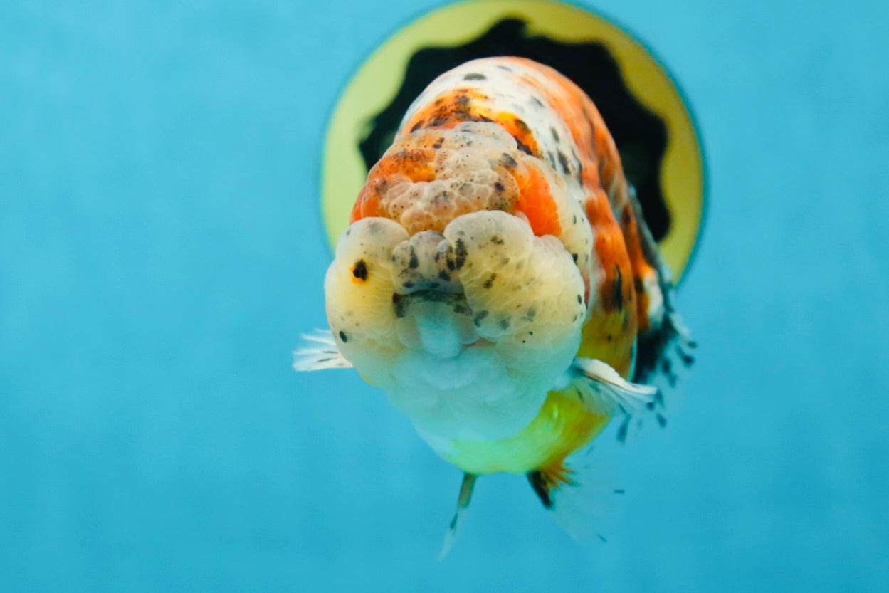 AAA Grade Calico LionKing 4.5-5 inches #050925LC_03