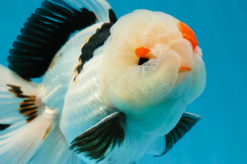 A Grade Tricolor Lipstick Kiss Button Eyes  Oranda Male 5.5 inches #020725OR_26