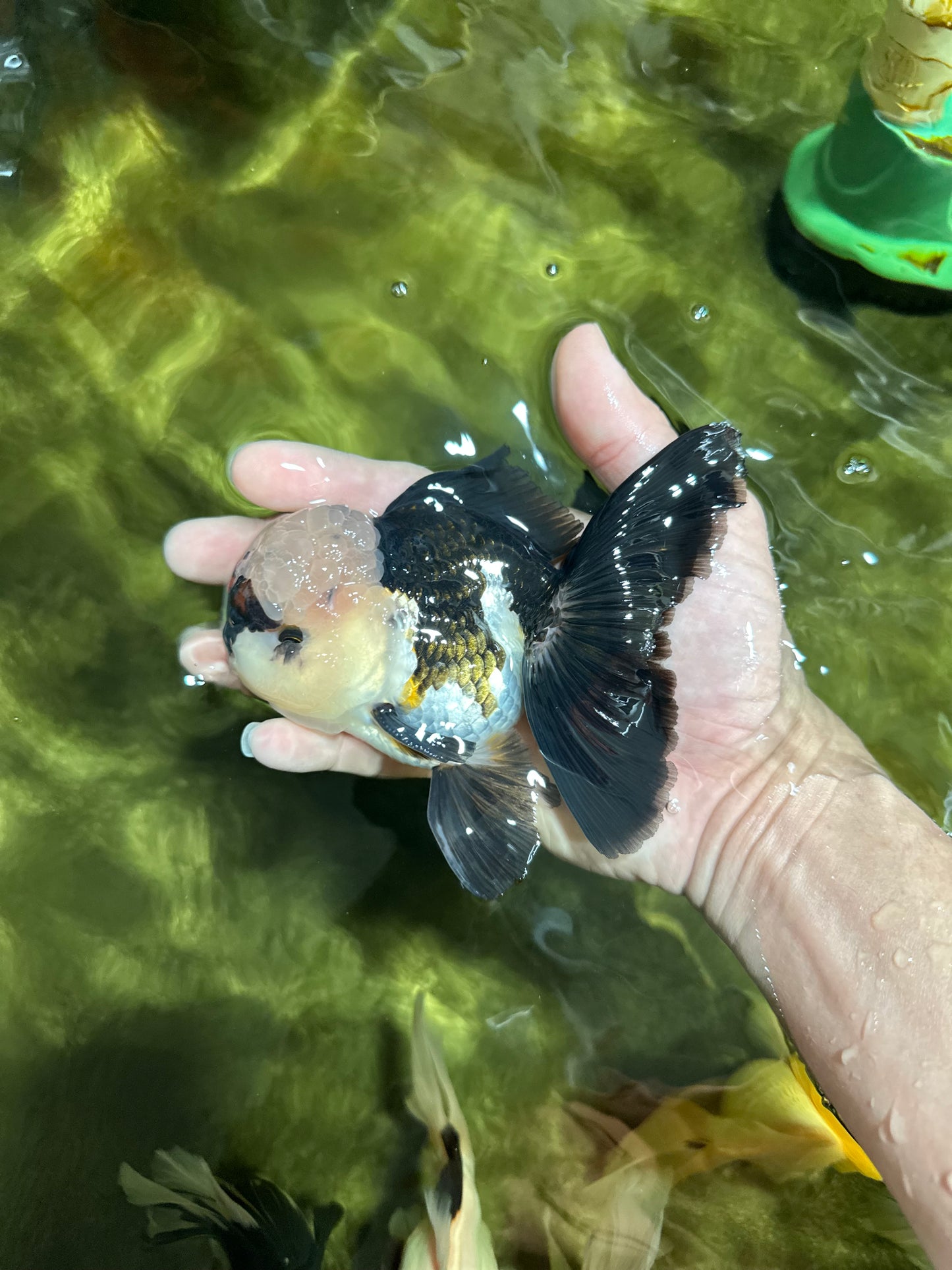 FLUFFY WEN A Grade Mochi Tricolor Oranda Male 4.5-5 inches #041825OR_08