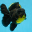 A Grade SPECIAL Apache Oranda Female 6-6.5 inches #091225OR_09