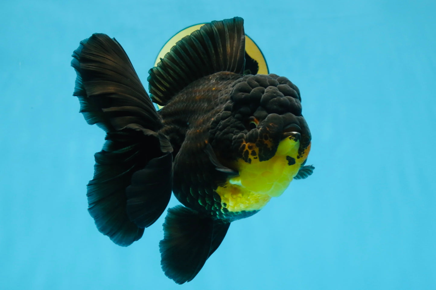 A Grade SPECIAL Apache Oranda Female 6-6.5 inches #091225OR_09