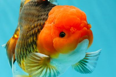 AAA Grade Tricolor Giant Generation Oranda Male 5.5-6 inches #0315OR_02