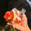 AAA Grade Marble Calico Yuanbao Male 6 inches #041726YB_18