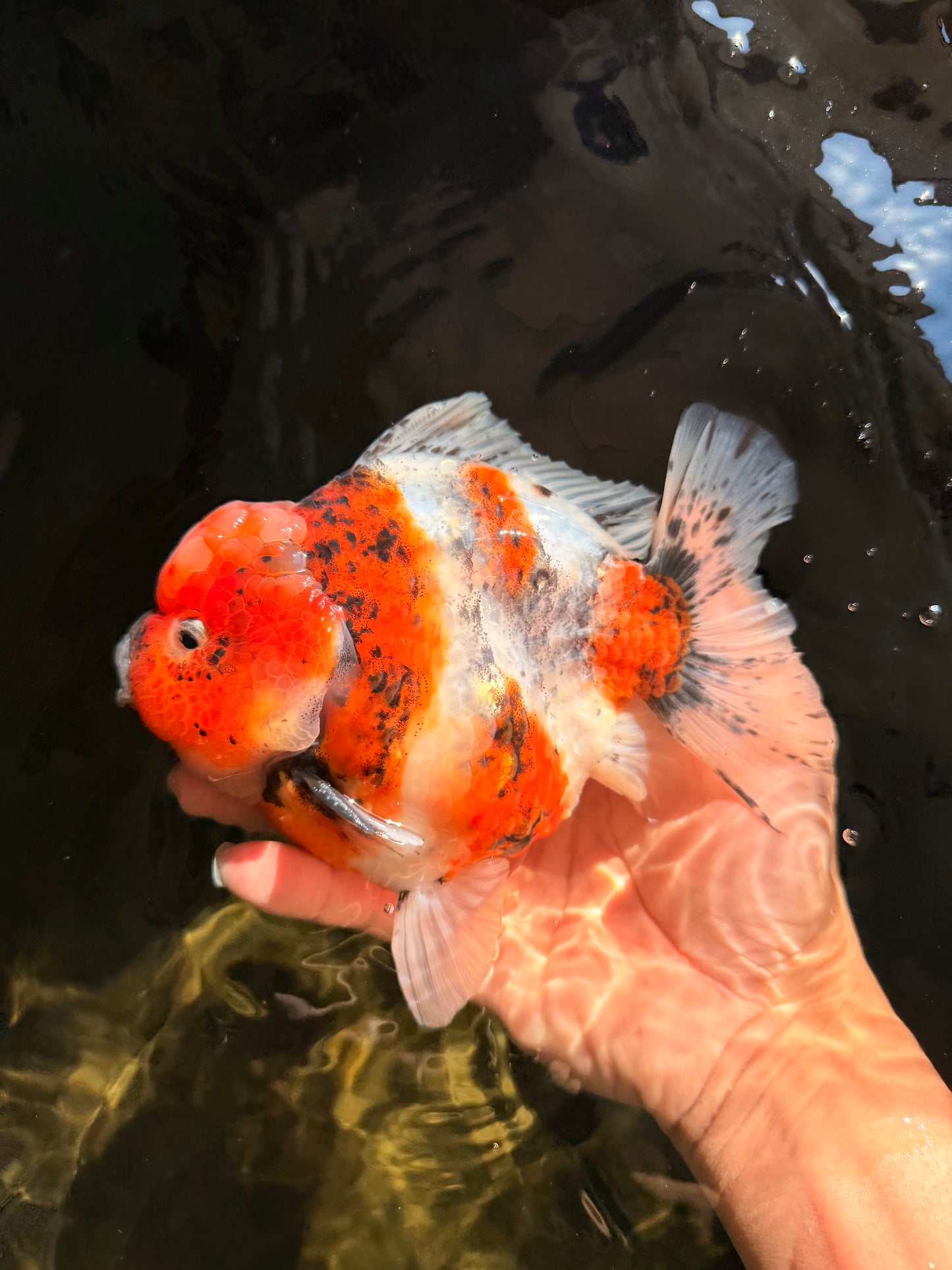 AAA Grade Marble Calico Yuanbao Male 6 inches #041726YB_18