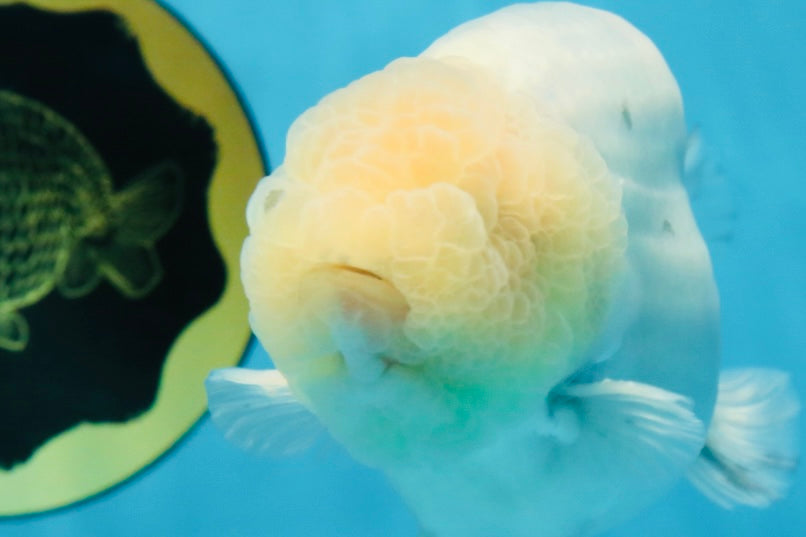 A Grade Marble LionKing Male 4.5-5 inches #070425LC_12