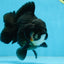 BATMAN A Grade Tricolor Yuanbao Male 5 inches #110725YB_08
