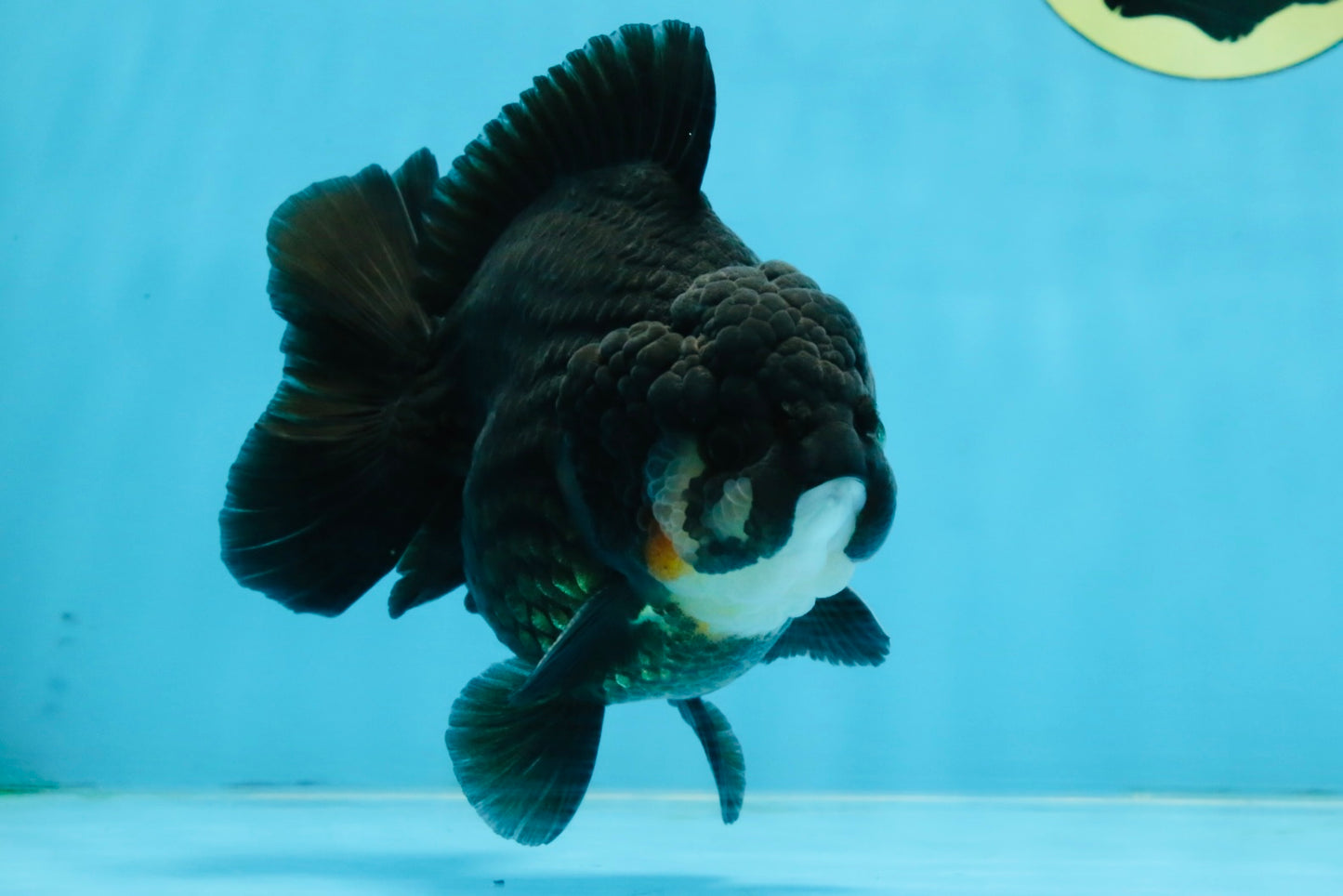BATMAN A Grade Tricolor Yuanbao Male 5 inches #110725YB_08