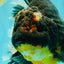 AAA Grade Jumbo Bloodline Kirin Oranda Male 7.5 inches #061926OR_05