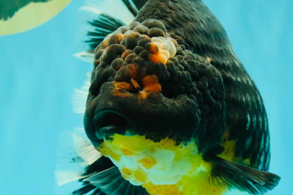 AAA Grade Jumbo Bloodline Kirin Oranda Male 7.5 inches #061926OR_05