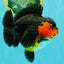 SUPER CUTE AAA Grade Tricolor Yuanbao Female 5 inches #062626YB_16