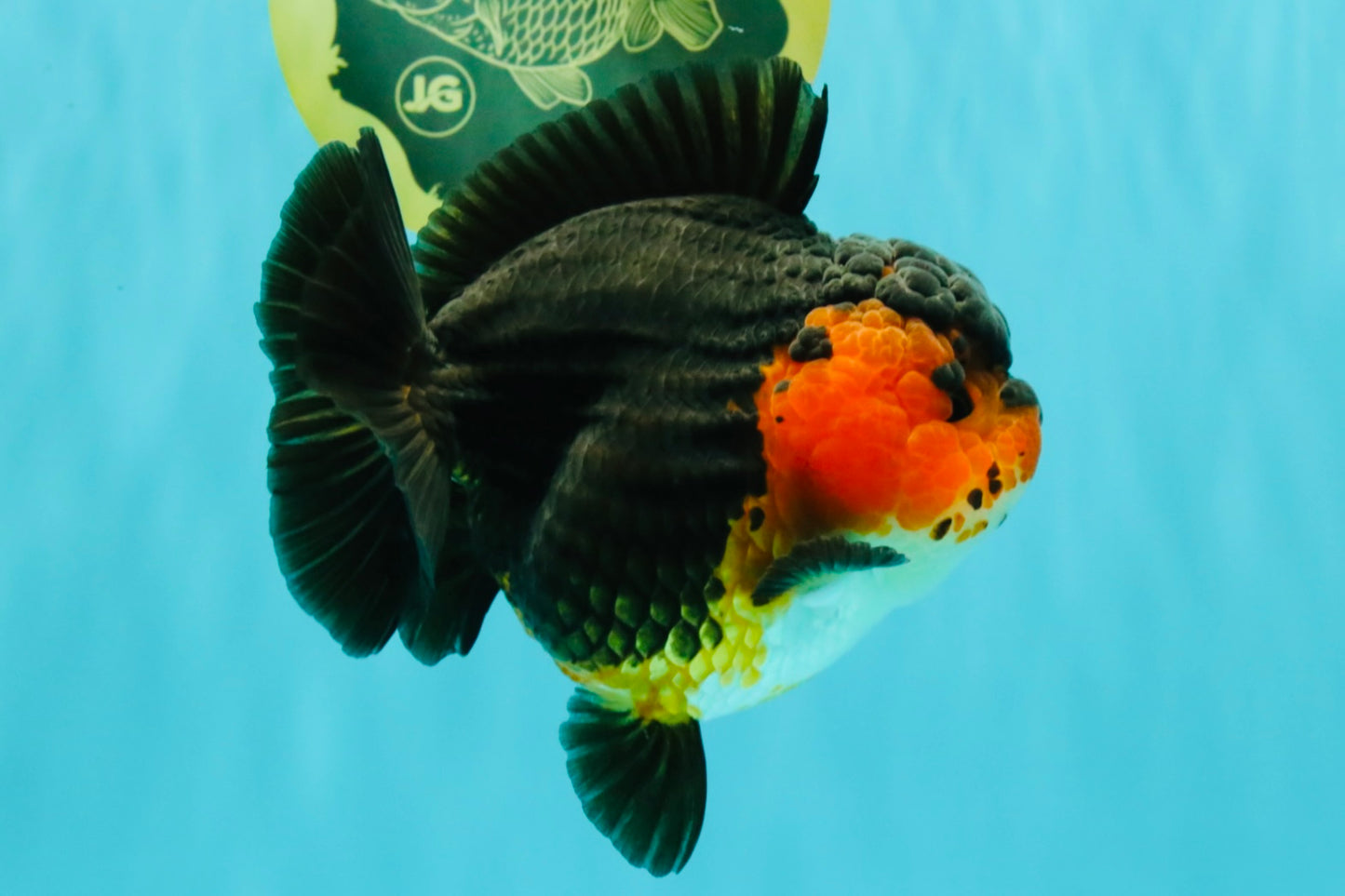SUPER CUTE AAA Grade Tricolor Yuanbao Female 5 inches #062626YB_16