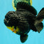 THE THING AAA Grade Apache Yuanbao Female 7 inches #072426YB_05
