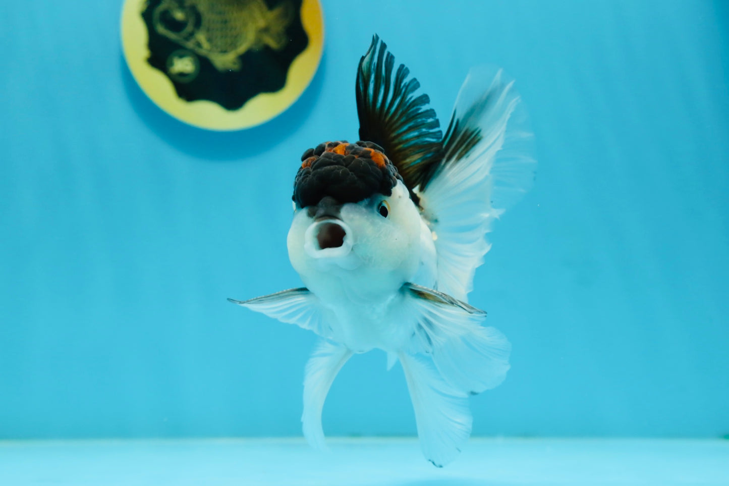 A Grade Tricolor Oranda Male 4.5-5 inches #112924OR_15