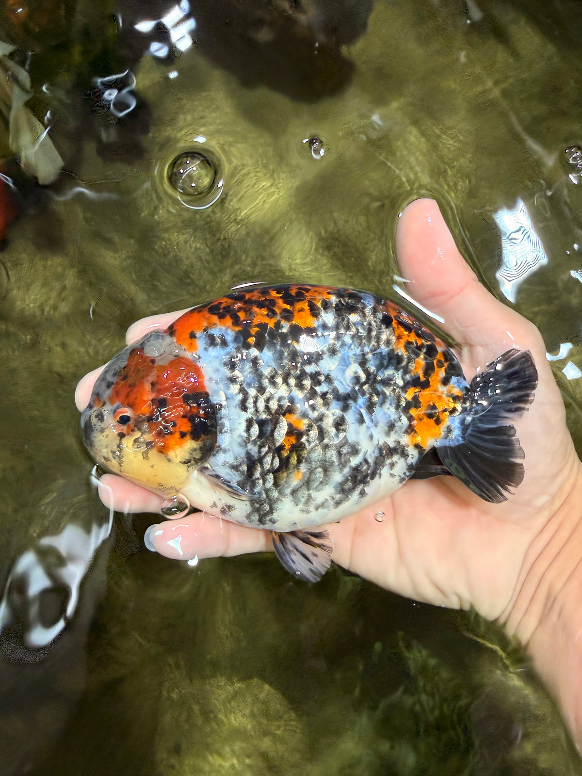 A Grade Calico Ranchu Male 5.5-6 inches #101626RC_25