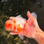 A Grade Sakura Oranda Male 6-6.5 inches #071026OR_32