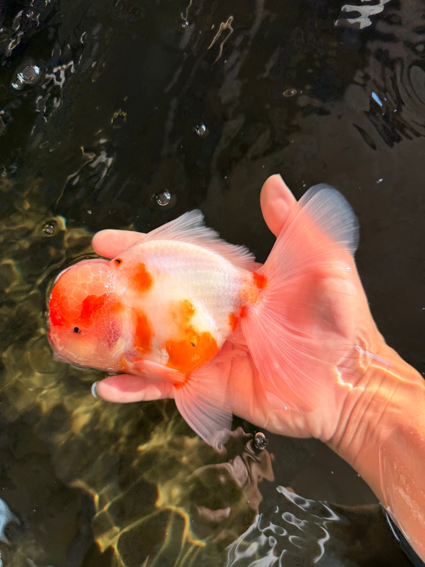 A Grade Sakura Oranda Male 6-6.5 inches #071026OR_32