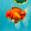 CHONKY AAA Grade Red White Oranda Male 4.5-5 inches #062626OR_37