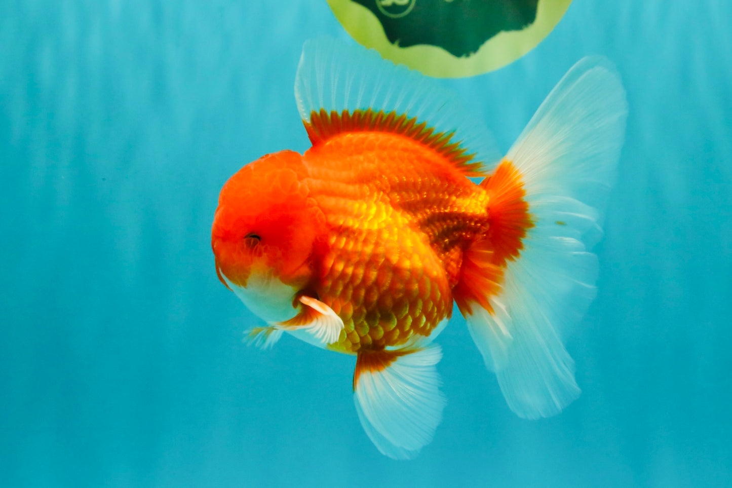 CHONKY AAA Grade Red White Oranda Male 4.5-5 inches #062626OR_37