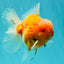 CHONKY A Grade Sakura Oranda Male 6 inches #070626OR_13