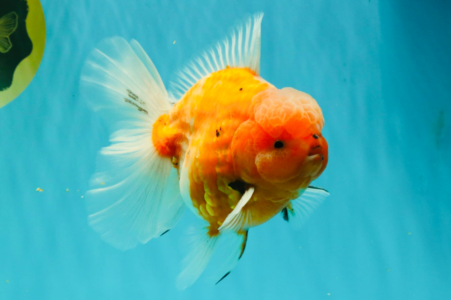 CHONKY A Grade Sakura Oranda Male 6 inches #070626OR_13